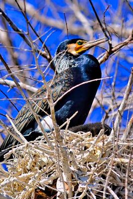 Male Japanese Cormorant, on Nest, With Chick