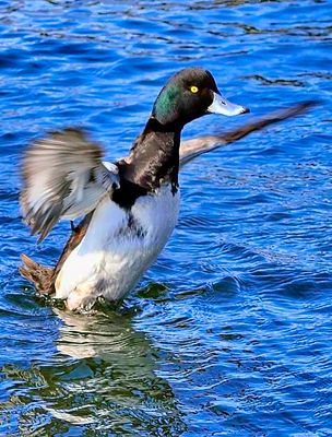 Tufted Duck Stretching Wings