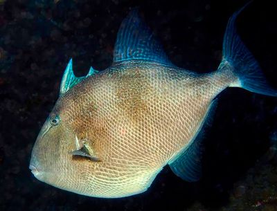 Atlantic Triggerfish 
