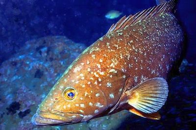 The Grouper Of The Medas Islands
