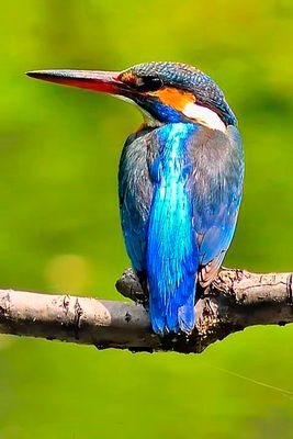Kingfisher Back