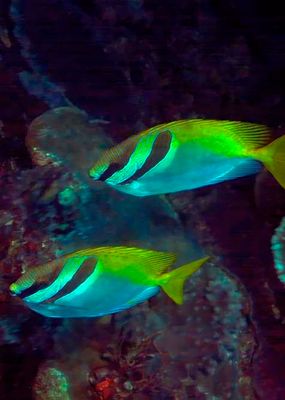 Couple Barhead Spinefoot Rabitfish 