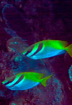 Couple Barhead Spinefoot Rabitfish 