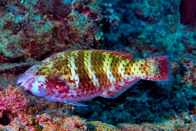 Parrotfish, Female,