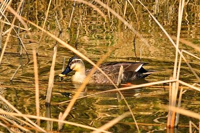 The Elusive Duck In the Pond - Eastern Spot-billed Duck. 'Anas zonorhyncha'