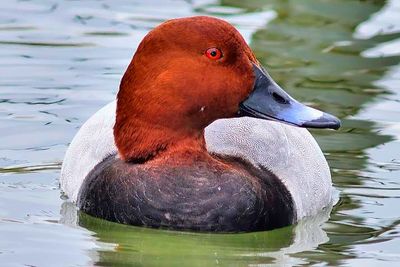 Red Eyed Duck, Profile