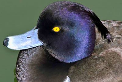 Tuffed Duck, Male, Close UP