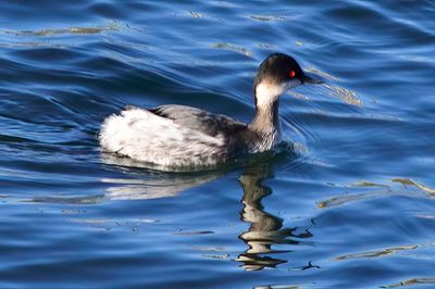 Western Grebe, 'Aechmophorus occidentalis',