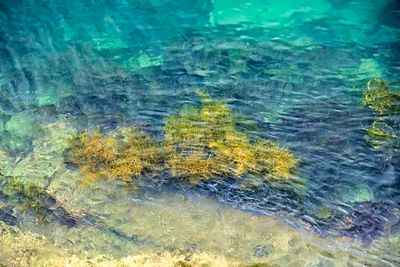 Seaweeds From Outside