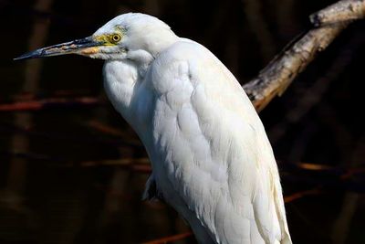 White Heron CUp 