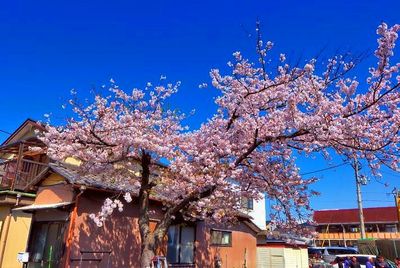 Sakura Tree In Old House
