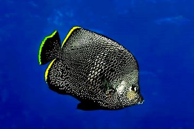 Wrought Iron Butterflyfish Midwater
