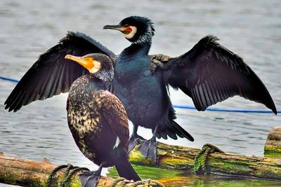Cormorant Male and Female