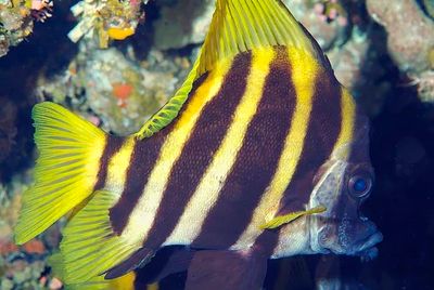 Japanese Boarfish, 'Evistias acutirostris'