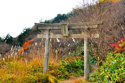 Torii In Autumn