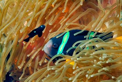 Anemone, Clark Anemonefish, with Baby