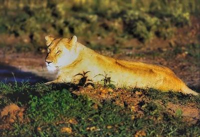 Lioness Half Asleep 