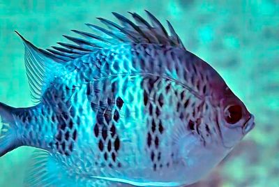 Hawaiian Sergeantfish: 'Abudefduf abdominalis', Lateral