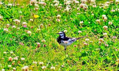 Bird On a Field of Flowers