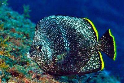 Wrought Iron Butterflyfish, Eating Mouth Opened