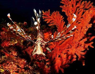 Lionfish, 'Pterois volitans', in Front of Red Gorgonean 