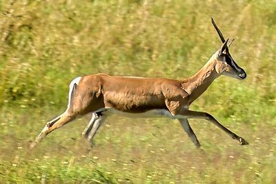 Springbuck Running Cup