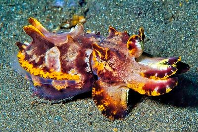 Flamboyant Cuttlefish, 'Metasepia pfefferi'
