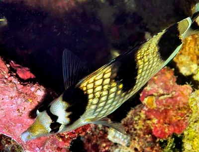 Asian Butterflyfish, 'Chaetodon argentatus', From Above