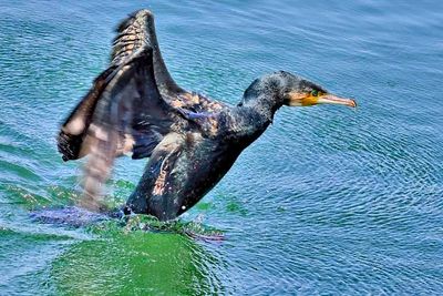 Cormorant Lifting From Water