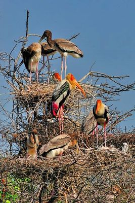 Juvenile Indian Storks on Nests, With Parents