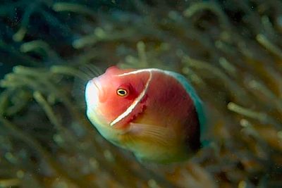 Pink Anemonefish,  'Amphiprion perideraion',  With Anemone