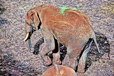 Elephant With Grass On Back to Cool Down