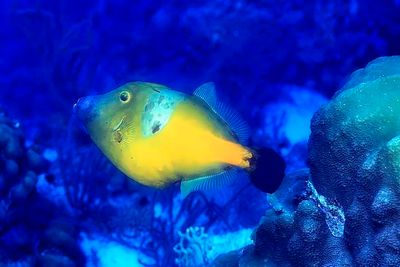 Whitespotted Filefish (Yellow Phase), 'Cantherhines macrocerus'