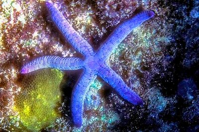 Purple Starfish