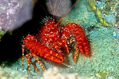 Antillean Lobster 