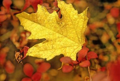 Autumn In Portugal