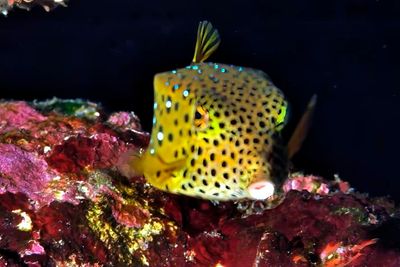 Boxfish