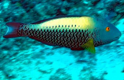 Initial phase (female), Spotted Parrotfish, 'Cetoscarus ocellatus', Closer