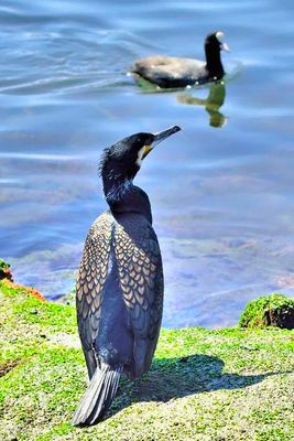 Cormorant Looking at Coot 