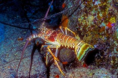 Lobster, Caribbean Spiny Lobster, 'Panulirus argus', Back