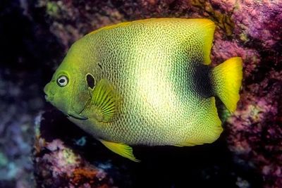 Endemic Guinean Angelfish Holacanthus africanus, Young