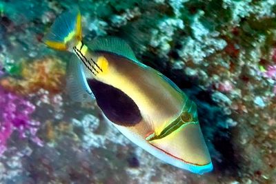 Another Picasso Triggerfish, 'Rhinecanthus verrucosa', Blackpatch Triggerfish