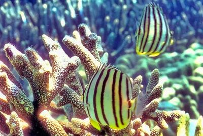 Couple Butterflyfish - 'Chaetodon octofasciatus', Eightband Butterflyfish