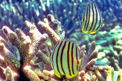 Couple Butterflyfish - 'Chaetodon octofasciatus',  Eightband Butterflyfish