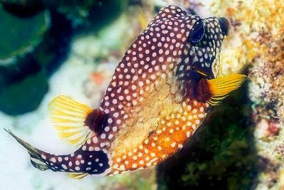 Spotted Trunkfish, 'Lactophrys bicaudalis'