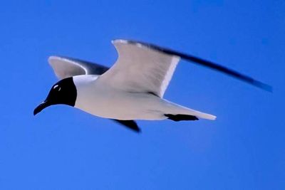 Seagull 'Larus ridibunda'
