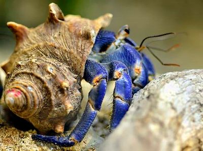 Blue Hermit Crab