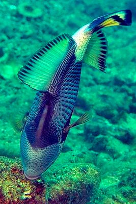 Titan Triggerfish, 'Balistoides viridescens'