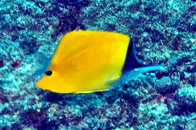 Big Longnose Butterflyfish,' Forcipiger longirostris'