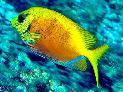 Coral Rabbitfish, 'Siganus corallinus'